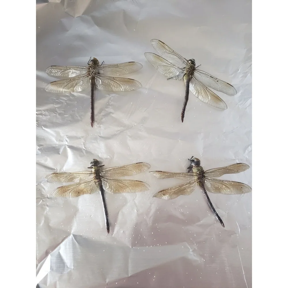 Dragonfly Wings Real Wings 15 Wings Potion Bottle Apothecary Witchcraft Potion